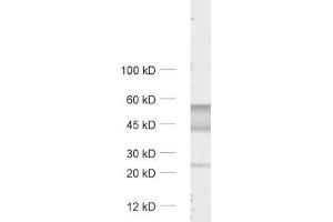 Western Blotting (WB) image for anti-gamma-aminobutyric Acid (GABA) A Receptor, alpha 6 (GABRA6) (AA 20-30) antibody (ABIN1742463)