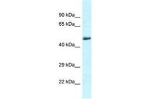 Image no. 1 for anti-Solute Carrier Family 1 (Glutamate/Neutral Amino Acid Transporter), Member 4 (SLC1A4) (C-Term) antibody (ABIN6747660) (SLC1A4 Antikörper  (C-Term))