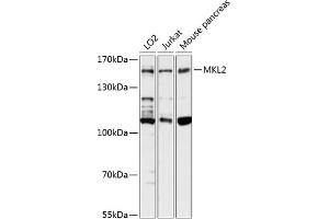 Western blot analysis of extracts of various cell lines, using MKL2 antibody  at 1:3000 dilution. (MKL2 Antikörper  (AA 170-300))