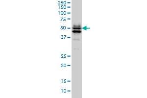 GATA2 monoclonal antibody (M02), clone 1G5 Western Blot analysis of GATA2 expression in Hela S3 NE . (GATA2 Antikörper  (AA 1-102))