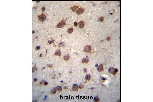PHAX Antibody (C-term) (ABIN656761 and ABIN2845982) immunohistochemistry analysis in formalin fixed and paraffin embedded human brain tissue followed by peroxidase conjugation of the secondary antibody and DAB staining. (PHAX Antikörper  (C-Term))