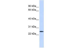 PRRG1 antibody used at 1 ug/ml to detect target protein. (PRRG1 Antikörper)