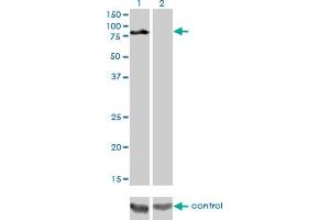Western Blotting (WB) image for anti-Dishevelled, Dsh Homolog 3 (Drosophila) (DVL3) (AA 1-100) antibody (ABIN560674)