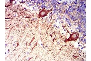 Immunohistochemical analysis of paraffin-embedded cerebellum tissues using RAB27B mouse mAb with DAB staining. (RAB27B Antikörper  (AA 2-218))