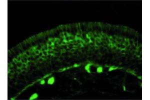 Image no. 1 for anti-Collapsing-Response Mediator Protein 2 (CRMP-2) (C-Term) antibody (ABIN347038) (Collapsing-Response Mediator Protein 2 (CRMP-2) (C-Term) Antikörper)