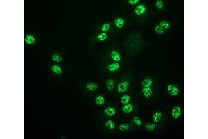 Immunofluorescence (IF) image for anti-Monoglyceride Lipase (MGLL) antibody (ABIN1499437)