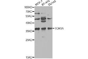 Western blot analysis of extracts of various cell lines, using TOR1A antibody (ABIN1875166) at 1:1000 dilution. (TOR1A Antikörper)