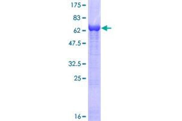SERPINB2 Protein (AA 1-415) (GST tag)