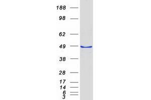Western Blotting (WB) image for LIM and Cysteine-Rich Domains 1 (LMCD1) protein (Myc-DYKDDDDK Tag) (ABIN2724854)