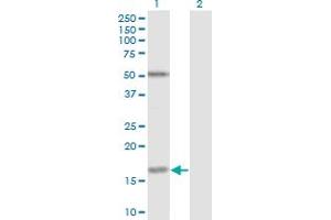 Western Blot analysis of FUT2 expression in transfected 293T cell line by FUT2 monoclonal antibody (M02), clone 4C12. (FUT2 Antikörper  (AA 51-150))