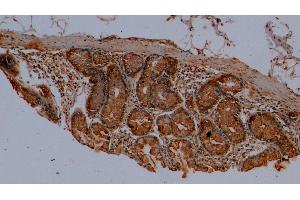 Detection of MUC2 in Porcine Colon Tissue using Polyclonal Antibody to Mucin 2 (MUC2) (MUC2 Antikörper  (AA 36-351))