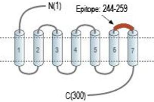 Representative domain view of the target of ABIN7884953.