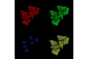 ABIN7095529 and ABIN7099586 staining Hela cells by IF/ICC.