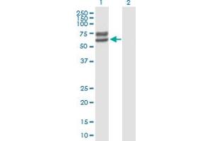 Western Blot analysis of LCTL expression in transfected 293T cell line by LCTL MaxPab polyclonal antibody. (LCTL Antikörper  (AA 1-567))
