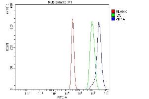 anti-Kinesin Family Member 1A (KIF1A) (AA 1079-1628) antibody