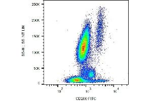 Surface staining of CD200 in human peripheral blood with anti-CD200 (OX-104) FITC. (CD200 Antikörper  (FITC))