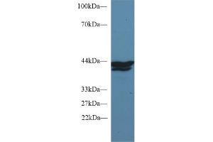 Western Blotting (WB) image for anti-Indoleamine 2,3-Dioxygenase (IDO) (AA 2-403) antibody (ABIN7426307)