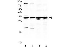 Western blot testing of 1) rat testis, 2) mouse testis, 3) human MCF7 and 4) human A549 lysate with RPS6 antibody at 0. (RPS6 Antikörper  (AA 13-52))