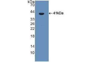 Detection of Recombinant CSPG5, Rat using Polyclonal Antibody to Chondroitin Sulfate Proteoglycan 5 (CSPG5) (CSPG5 Antikörper  (AA 139-370))