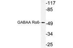 Western blot (WB) analysis of GABAA Rα6 antibody in extracts from Jurkat cells. (GABRA6 Antikörper)