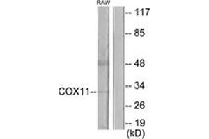 Western Blotting (WB) image for anti-COX11 Cytochrome C Oxidase Assembly (COX11) (AA 51-100) antibody (ABIN2889930) (COX11 Antikörper  (AA 51-100))
