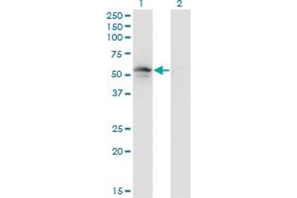 PLIN3 antibody  (AA 1-434)