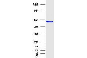 Western Blotting (WB) image for Nucleotide Exchange Factor SIL1 (SIL1) (Transcript Variant 2) protein (Myc-DYKDDDDK Tag) (ABIN2732060)
