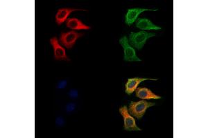 ABIN6261572 and ABIN6272293 staining Hela cells by IF/ICC. (Ephrin B3 Antikörper  (Internal Region))