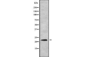 RAB22A antibody  (C-Term)