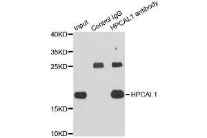 Immunoprecipitation analysis of extracts of HepG2 cells using HPCAL1 antibody. (HPCAL1 Antikörper  (AA 1-193))