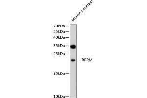 Western blot analysis of extracts of mouse pancreas, using RPRM antibody (ABIN6133164, ABIN6147189, ABIN6147190 and ABIN6214113) at 1:1000 dilution. (Reprimo Antikörper  (AA 1-109))