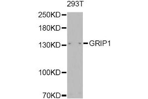 Western blot analysis of extracts of 293T, using GRIP1 Antibody (ABIN2562942) at 1:1000 dilution. (GRIP1 Antikörper)