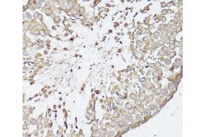 Immunohistochemistry of paraffin-embedded Rat testis using OPRK1 Polyclonal Antibody at dilution of 1:100 (40x lens). (OPRK1 Antikörper)