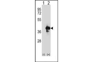 Image no. 3 for anti-Apurinic/Apyrimidinic Endonuclease 1 (APEX1) (AA 40-70), (N-Term) antibody (ABIN358027) (APEX1 Antikörper  (N-Term))