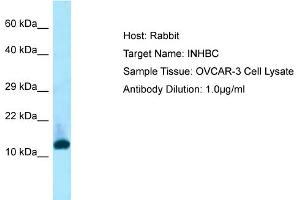 Host: RabbitTarget Name: INHBCAntibody Dilution: 1.