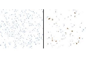 Immunocytochemistry (ICC) image for anti-Indoleamine 2,3-Dioxygenase 1 (IDO1) (AA 1-403) antibody (ABIN7449541) (Rekombinanter IDO1 Antikörper  (AA 1-403))