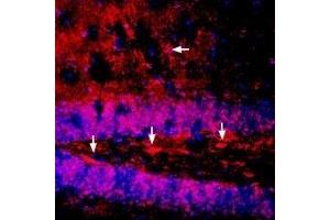 Expression of Na+/K+ ATPase α1 (ATP1A1) in mouse brainImmunohistochemical staining of immersion-fixed, free floating mouse brain frozen sections using Anti-Alpha 1 Na+/K+ ATPase Antibody (ABIN7043659, ABIN7044637 and ABIN7044638), (1:400).