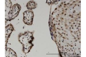Image no. 1 for anti-WW Domain Containing Transcription Regulator 1 (WWTR1) (AA 201-300) antibody (ABIN599544) (WWTR1 Antikörper  (AA 201-300))