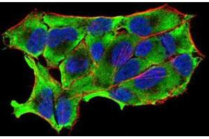Immunocytochemistry (ICC) image for anti-Nitric Oxide Synthase 1, Neuronal (NOS1) (AA 17-153) antibody (ABIN5888753) (NOS1 Antikörper  (AA 17-153))