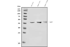 Western blot analysis of IDO-2/IDO2 using anti-IDO-2/IDO2 antibody (ABIN7599307).