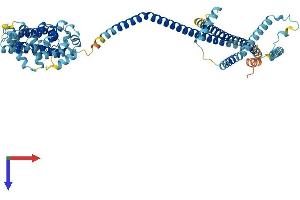 IQCB1 Protein (AA 1-598) (His tag)