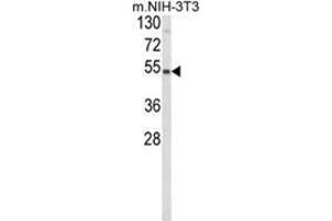 Western blot analysis of PISD Antibody (Center) in NIH-3T3 cell line lysates (35ug/lane). (PISD Antikörper  (Middle Region))