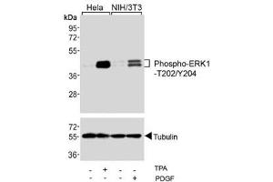 Western Blotting (WB) image for anti-Mitogen-Activated Protein Kinase 1/3 (MAPK1/3) (pThr202), (pTyr204) antibody (ABIN3031824)