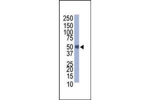 Image no. 1 for anti-Protein C Tag antibody (ABIN356540) (Protein C Tag Antikörper)