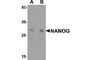 Western Blotting (WB) image for anti-Nanog Homeobox (NANOG) (Middle Region) antibody (ABIN1031009) (Nanog Antikörper  (Middle Region))