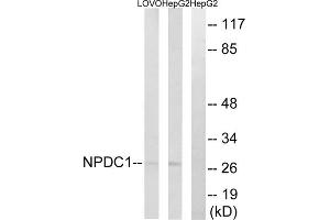Western blot analysis of extracts from LOVO cells and HepG2 cells, using NPDC1 antibody. (NPDC1 Antikörper  (Internal Region))