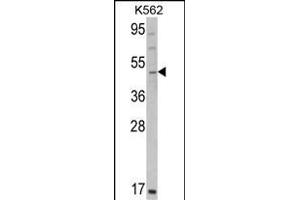 Western blot analysis of GATA2 Antibody (C-term) (ABIN390740 and ABIN2841005) in K562 cell line lysates (35 μg/lane).
