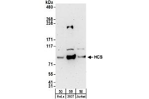 Western Blotting (WB) image for anti-Cytochrome C, Somatic (CYCS) (AA 1-50) antibody (ABIN7449747)