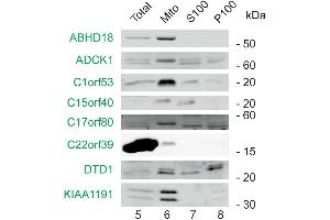 Subcellular fractions of HEK293T cells were analyzed by western blotting using antibodies directed against the indicated marker (black) and MitoCoP identified/validated proteins (green). (C1ORF53 Antikörper  (AA 81-145))