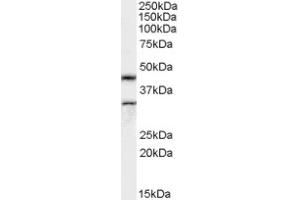 Image no. 1 for anti-Actin-Like 7b (Actl7b) (Internal Region) antibody (ABIN374840) (Actl7b Antikörper  (Internal Region))